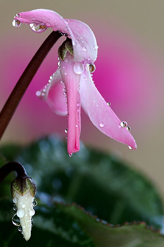 难得一见的极品美景 - 风的模样 - 风的模样的博客