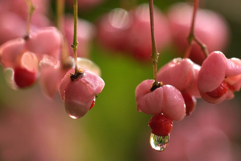 难得一见的极品美景 - 风的模样 - 风的模样的博客 难得一见的极品美景 - 风的模样 - 风的模样的博客