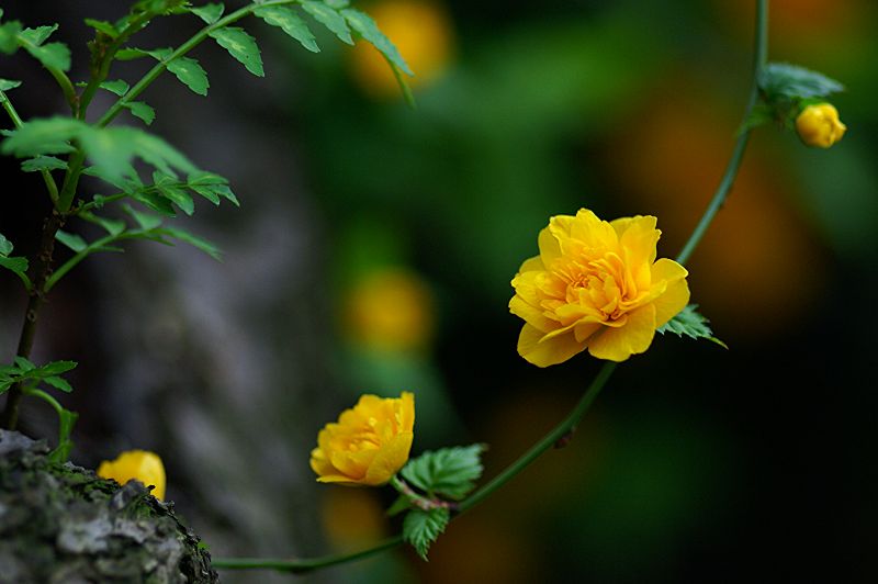 难得一见的极品美景 - 风的模样 - 风的模样的博客 难得一见的极品美景 - 风的模样 - 风的模样的博客