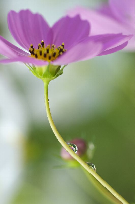 难得一见的极品美景 - 风的模样 - 风的模样的博客 难得一见的极品美景 - 风的模样 - 风的模样的博客