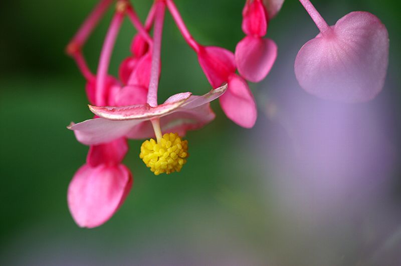 难得一见的极品美景 - 风的模样 - 风的模样的博客 难得一见的极品美景 - 风的模样 - 风的模样的博客