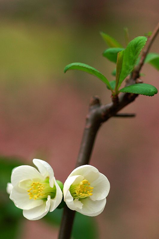 难得一见的极品美景 - 风的模样 - 风的模样的博客 难得一见的极品美景 - 风的模样 - 风的模样的博客