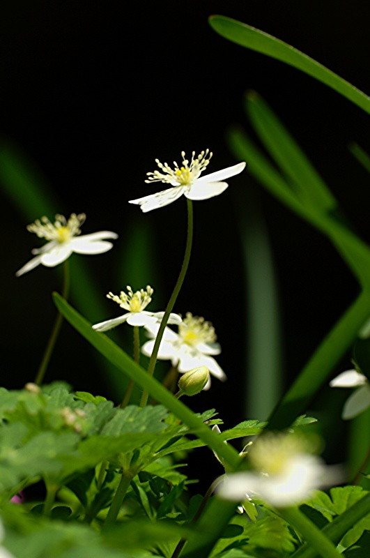 难得一见的极品美景 - 风的模样 - 风的模样的博客 难得一见的极品美景 - 风的模样 - 风的模样的博客