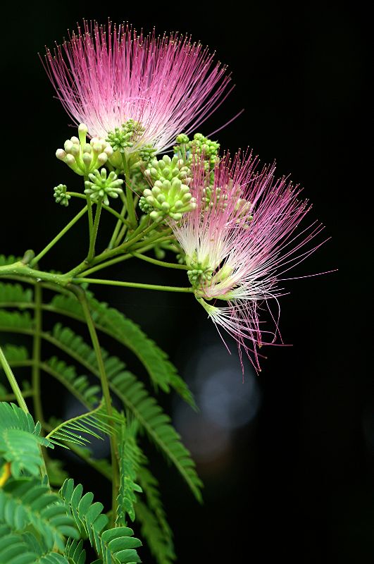 难得一见的极品美景 - 风的模样 - 风的模样的博客 难得一见的极品美景 - 风的模样 - 风的模样的博客