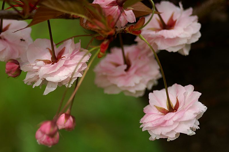 难得一见的极品美景 - 风的模样 - 风的模样的博客 难得一见的极品美景 - 风的模样 - 风的模样的博客