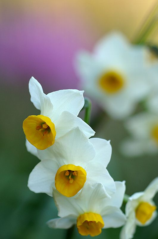 难得一见的极品美景 - 风的模样 - 风的模样的博客 难得一见的极品美景 - 风的模样 - 风的模样的博客