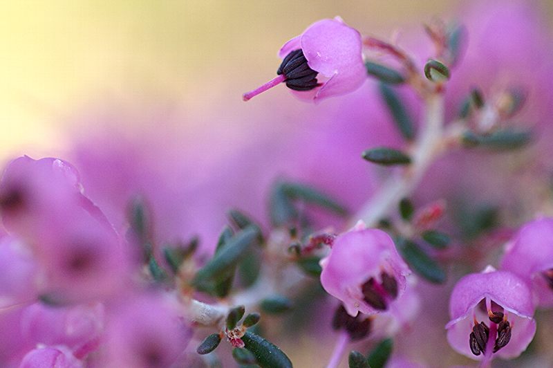 难得一见的极品美景 - 风的模样 - 风的模样的博客 难得一见的极品美景 - 风的模样 - 风的模样的博客