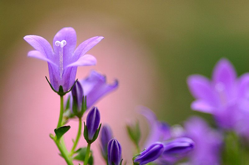 难得一见的极品美景 - 风的模样 - 风的模样的博客 难得一见的极品美景 - 风的模样 - 风的模样的博客