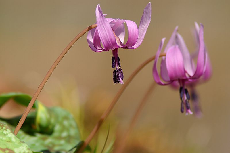 难得一见的极品美景 - 风的模样 - 风的模样的博客 难得一见的极品美景 - 风的模样 - 风的模样的博客