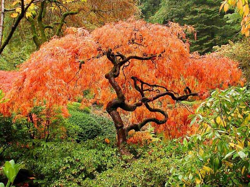 色迷人人自迷 - 风的模样 - 风的模样的博客